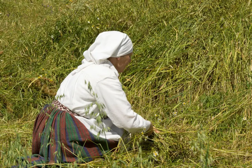 rugiapjute