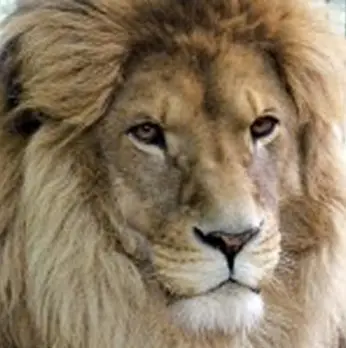 simba zoo