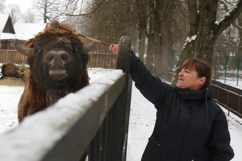 stumbras lietuvos zoologijos sodas popkornas