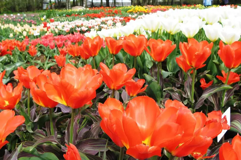 toronto tulpes