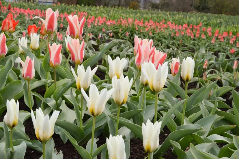 tulpes kauno botanikos sode