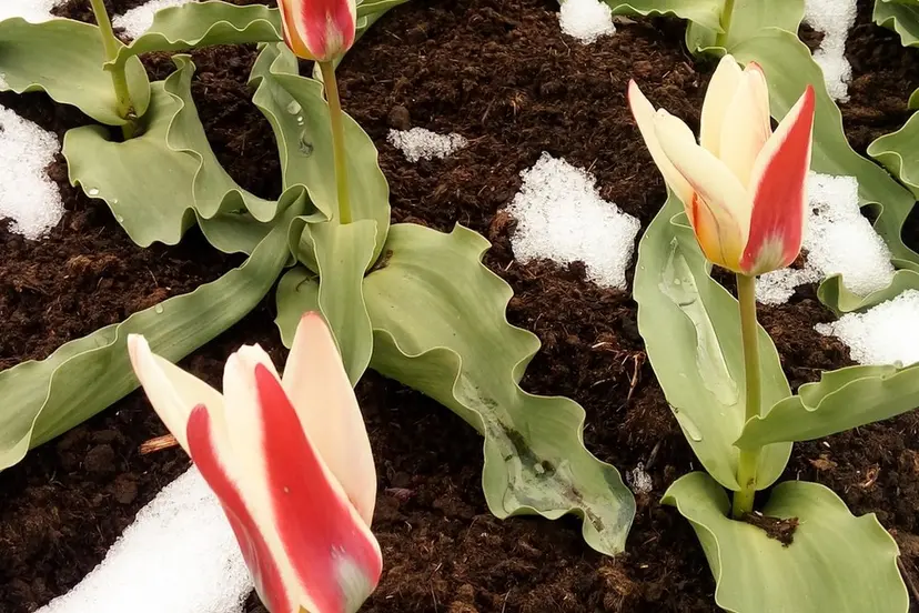 tulpes