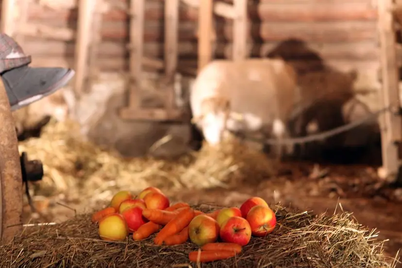 v ki koncerto filmavimas rumikse15