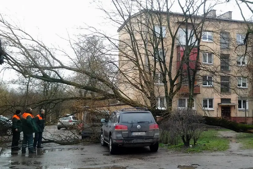 vetros padariniai 01