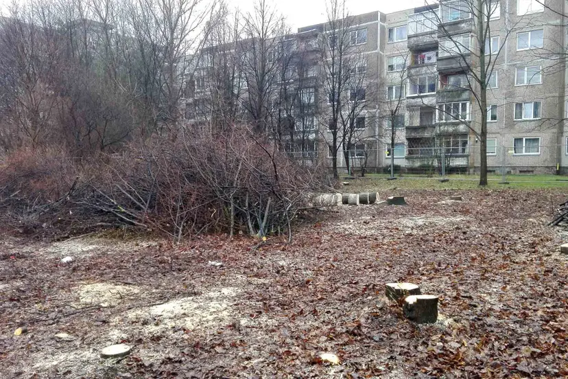 vietoje medi kaunieiai po langais tur 6416246