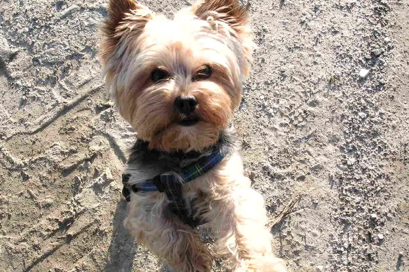 yorkshire terrier 01