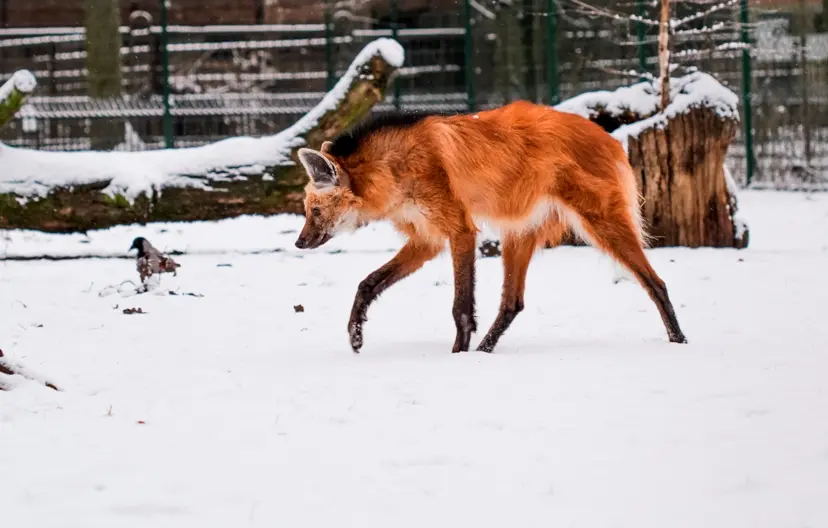 ziema zoo2016 44