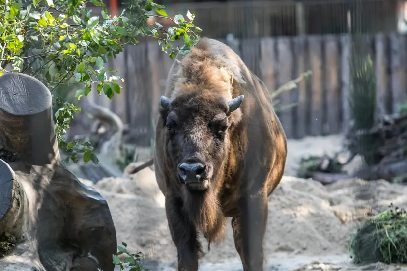 zoo 06