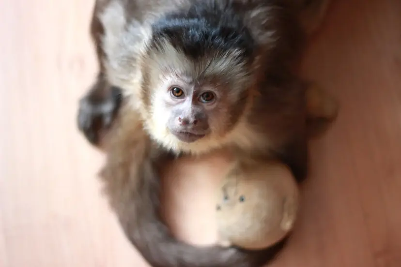 zoo 1