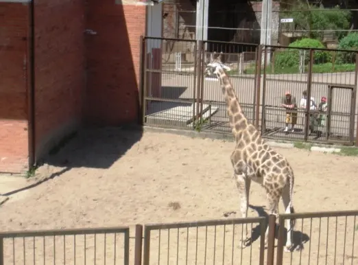 zoo 20070605 013