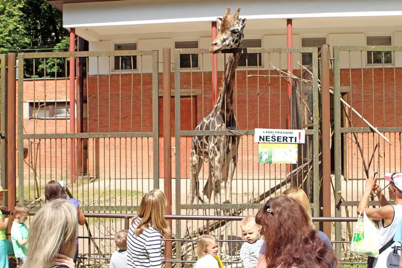 zoo gimtadienis 30