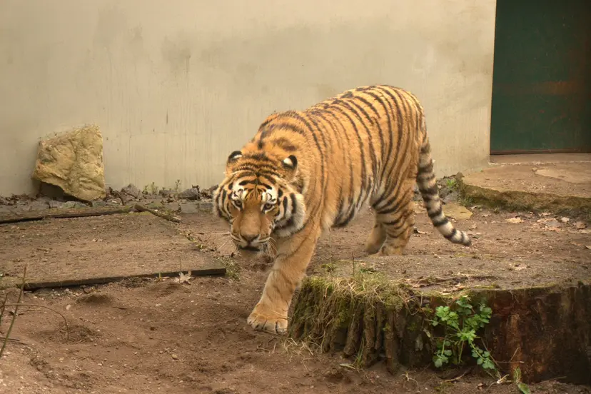zoologijos sodo vasaros sezono atidarymas 09