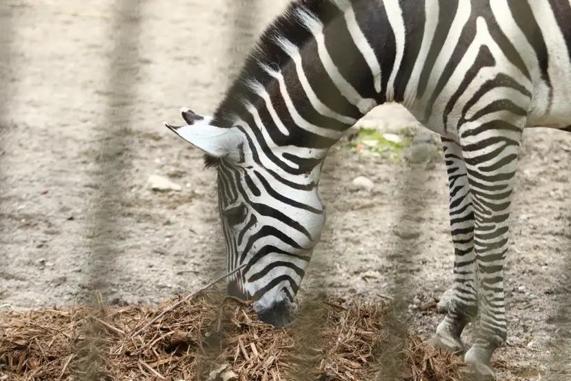 zoosodas 22
