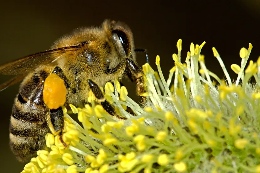 bijen