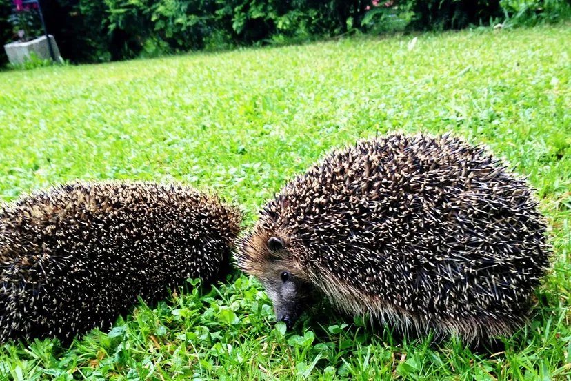 egels david mark via pixabay