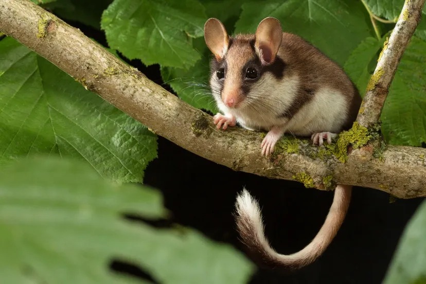 eikelmuis op tak studiofoto wesley overman 8389 1280x719 1