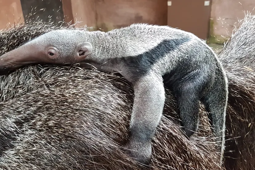 gaiazoo reuzenmiereneter jong 2019