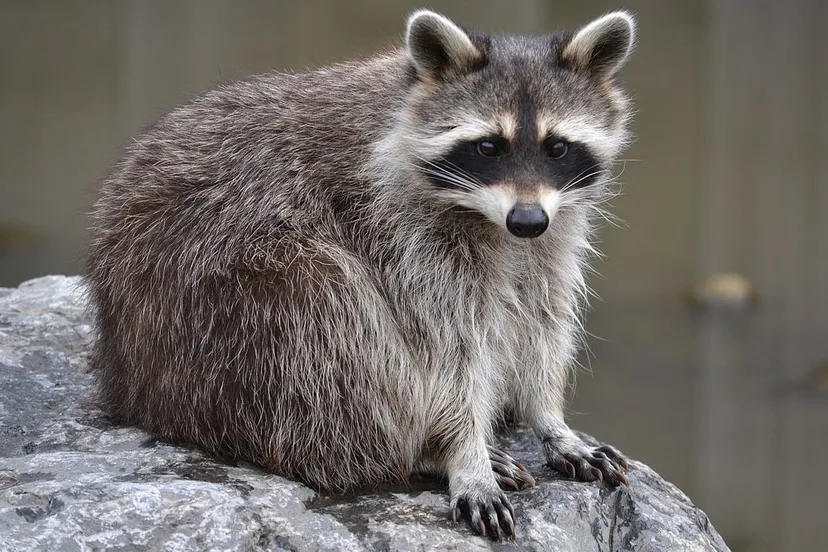 gewone wasbeer cco license