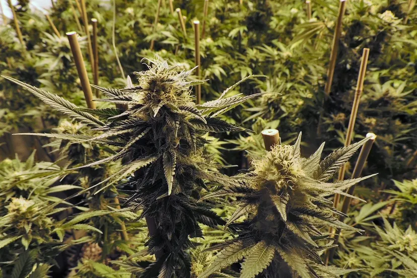 marijuana pixabay e1550492491514