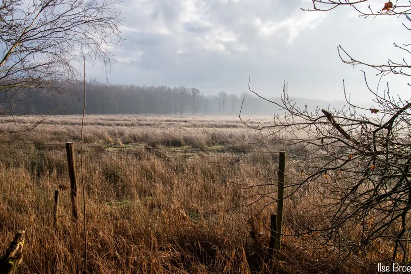 ode aan het limbrgs landschap weerterbos ilse broekmans 1280x720 1