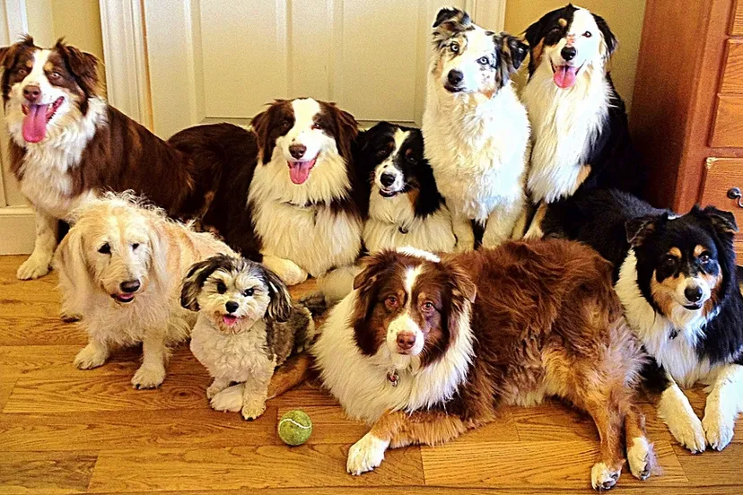 veel honden carterse