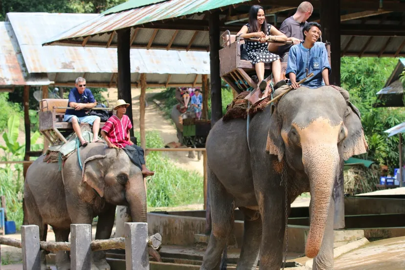 world animal protection olifantenrit 1280x720