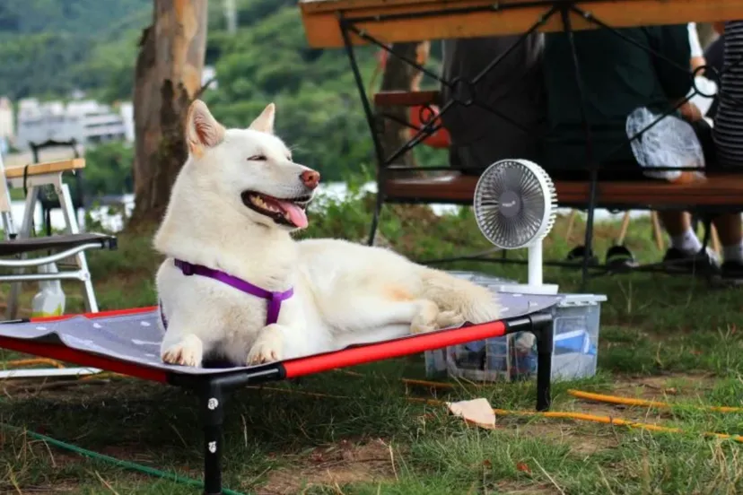 hond warm heet warmte