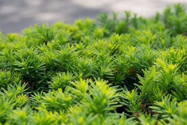 schot taxushaag tot 10 6 2021