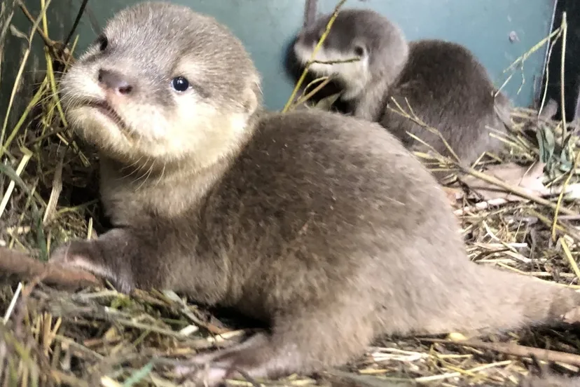 screenshot 20210512 151243 chrome