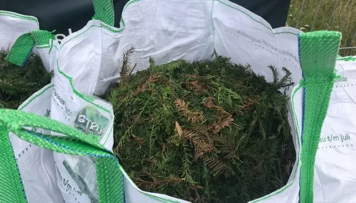 taxus inzamelen 715x408