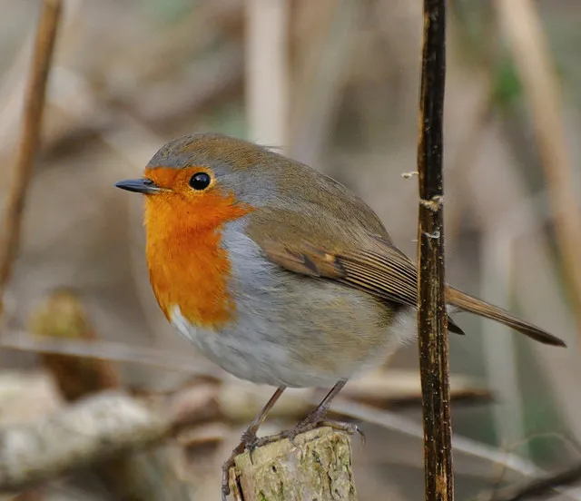 16239723926 e7e1a0a3c2 z