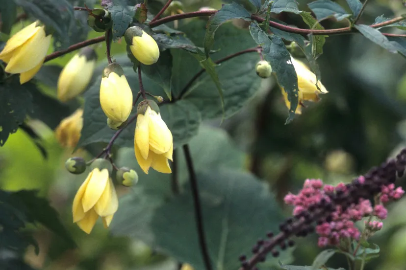 kirengeshoma palmata omslagfoto scaled 1