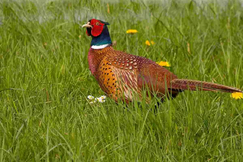 phasianus colchicus 8 fazant saxifraga jan nijendijktif