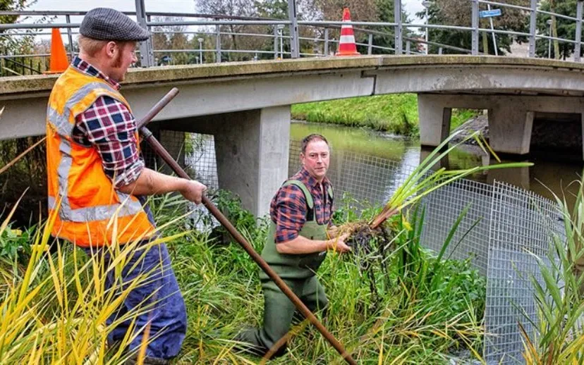 provincie waterplant