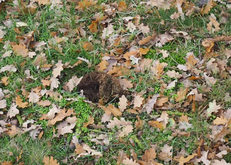 afgewaaid nest eikenprocessierups1