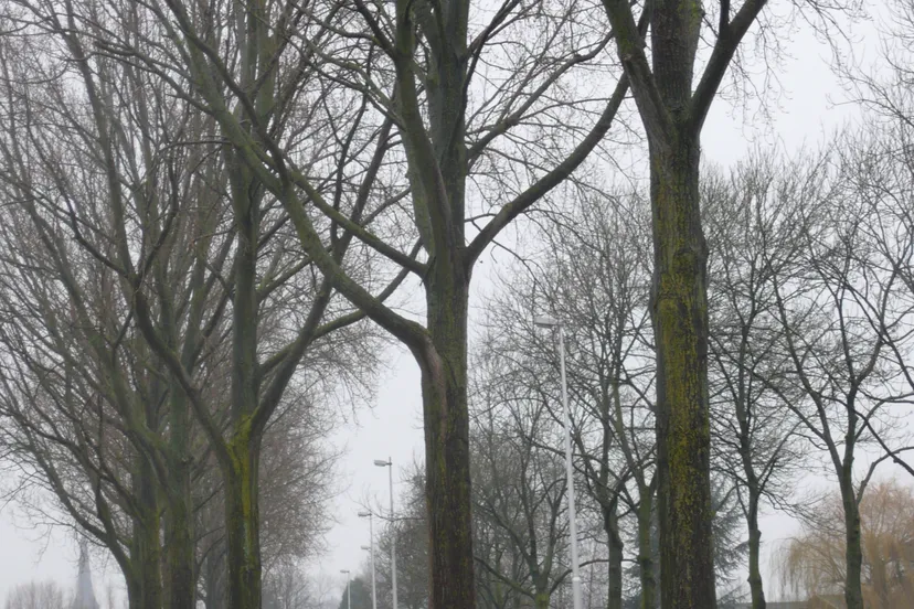 bomen europaweg