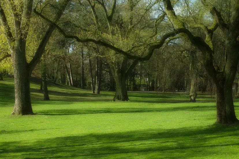 bomen