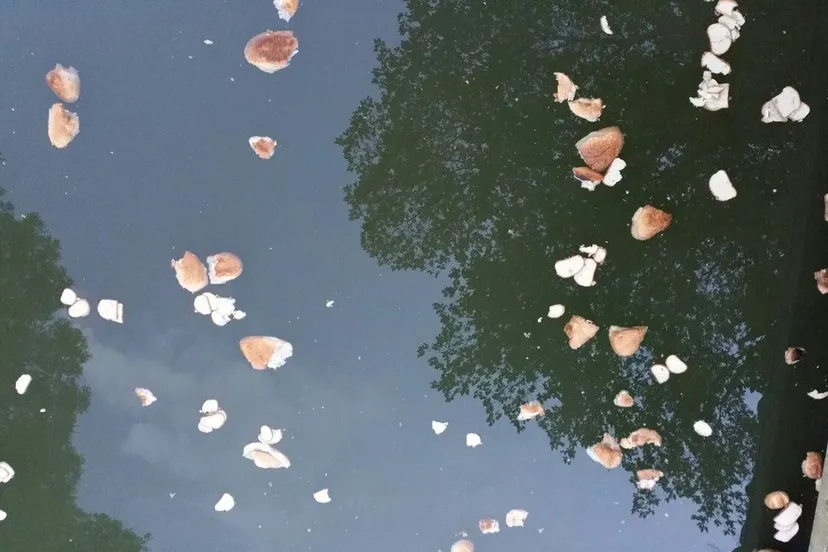 brodengedumpt