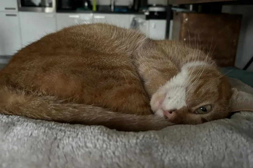 c493b3ec 6bde 3ad8 b1b2 0a42ae50265e