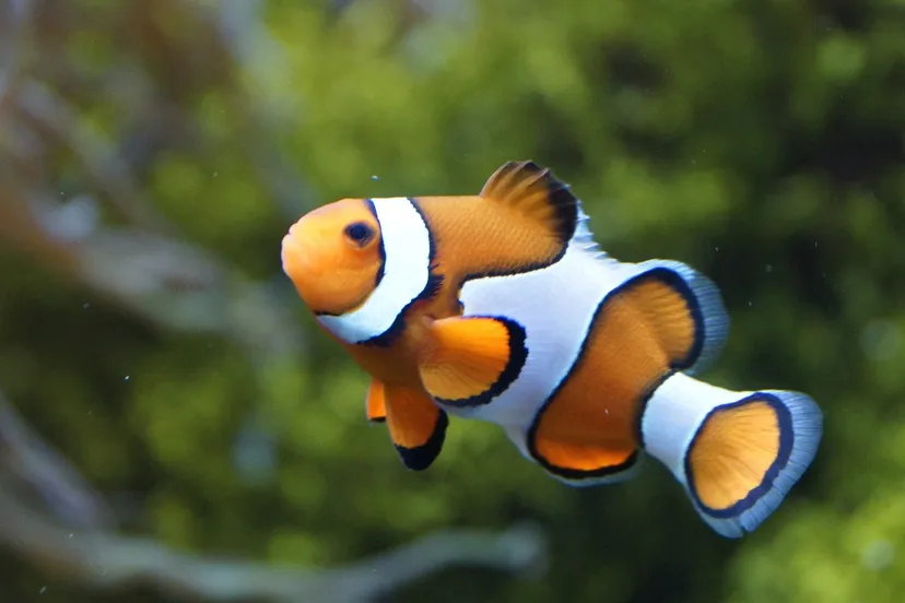 clownfish 426567 1920