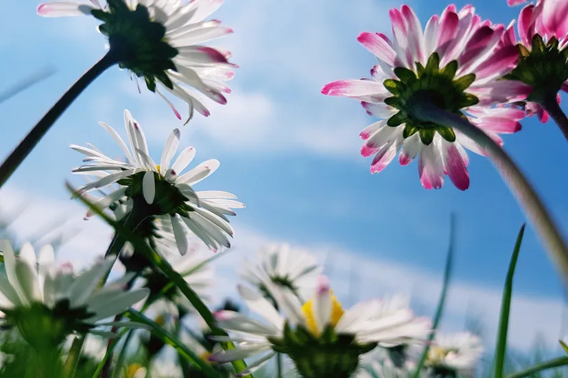 daisies 2388435 1920