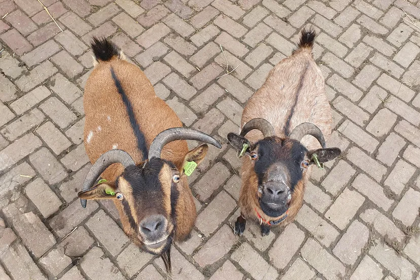 dierenweide de kraal geiten
