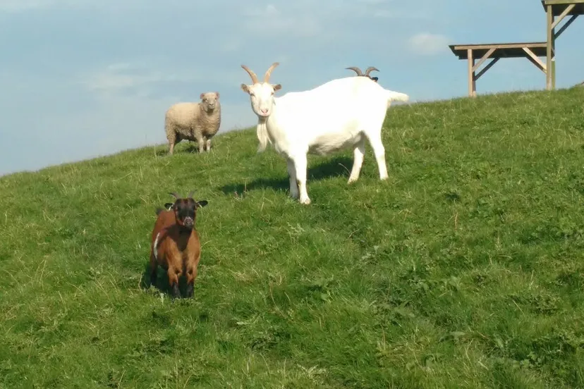 dierenwiede