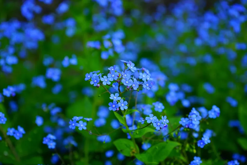 forget me nots 1365857 1920
