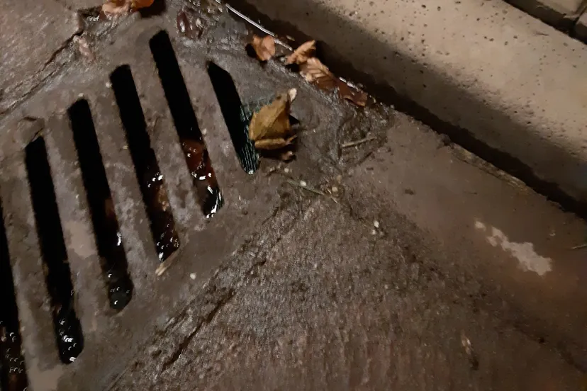 foto 2 uit kolk geredde kikker