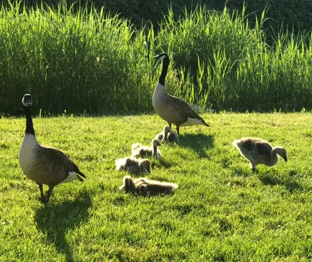 ganzenfamilie