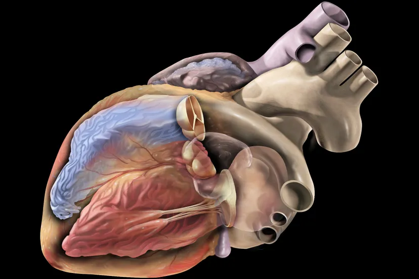 heart oblique ventricles
