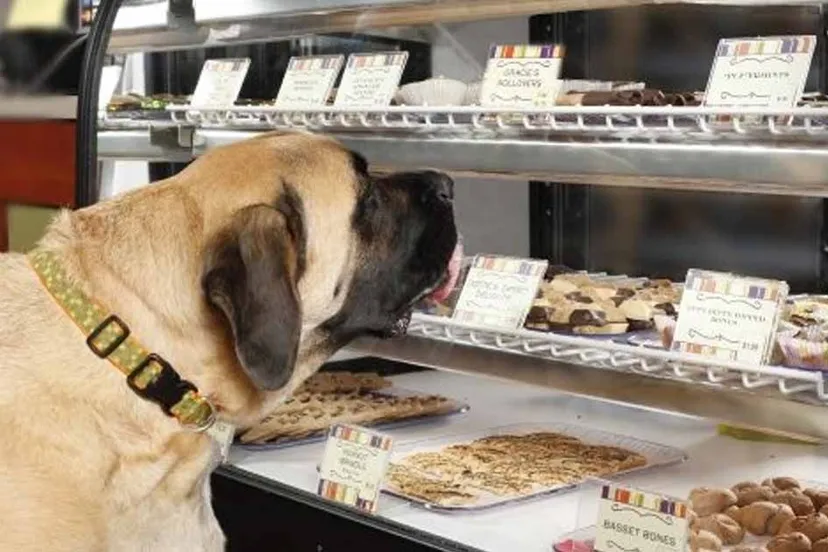 hondenbakkerij