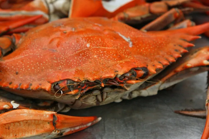 krab