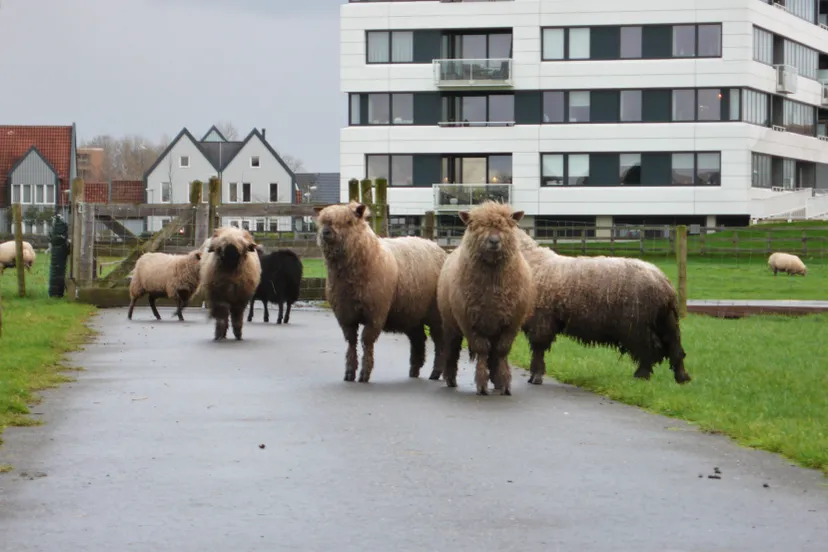 langharige schapen tele
